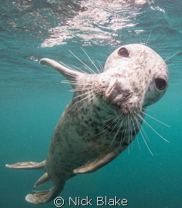An inquisitive seal at Lundy Island by Nick Blake 